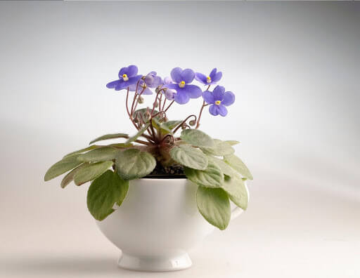 Best African Violet Planter Pots Picture