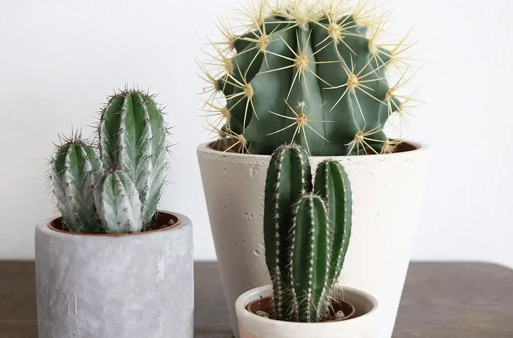 Best Pots for Cactus Image