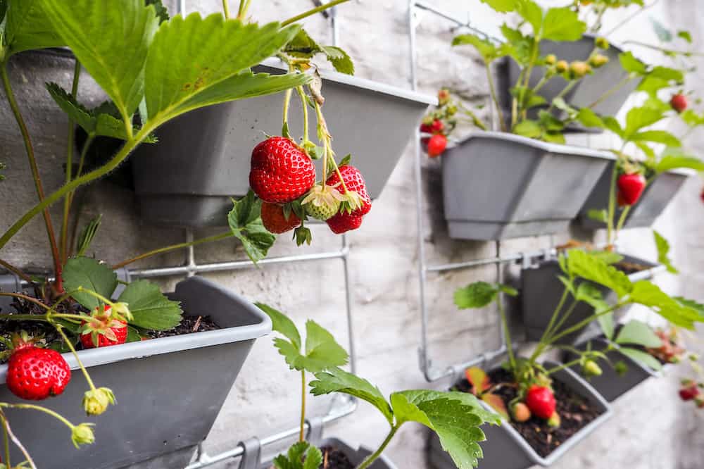 Best Strawberry Planter Image Illustration