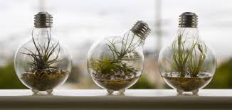 DIY Light Bulb Terrarium Image