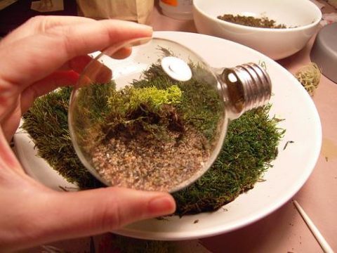 DIY Light Bulb Terrarium Image