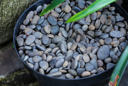 Putting Rocks on Top of Potted Plants Image