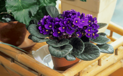 African Violets shallow planter pot
