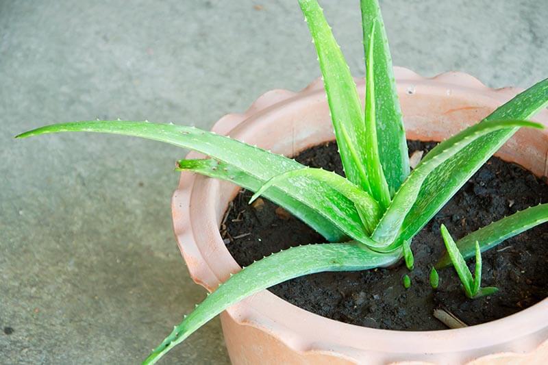 Aloe Vera shallow planter pot