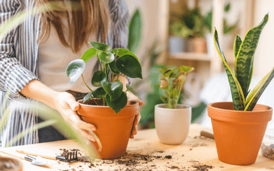 Best Pots for Aloe Plants Picture Illustration 