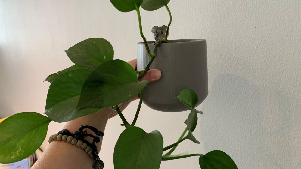  Pothos plant in a shallow pot image