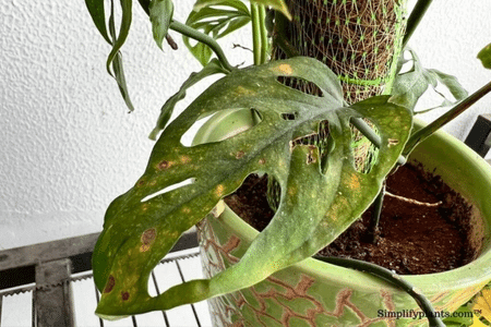 Bacterial Leaf Spot on Monstera Signs Image