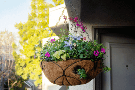 Can You Plant Morning Glory in Hanging Basket Image Illustration