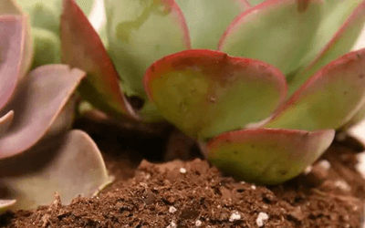 Can You Use Cactus Soil for Regular Plants Image