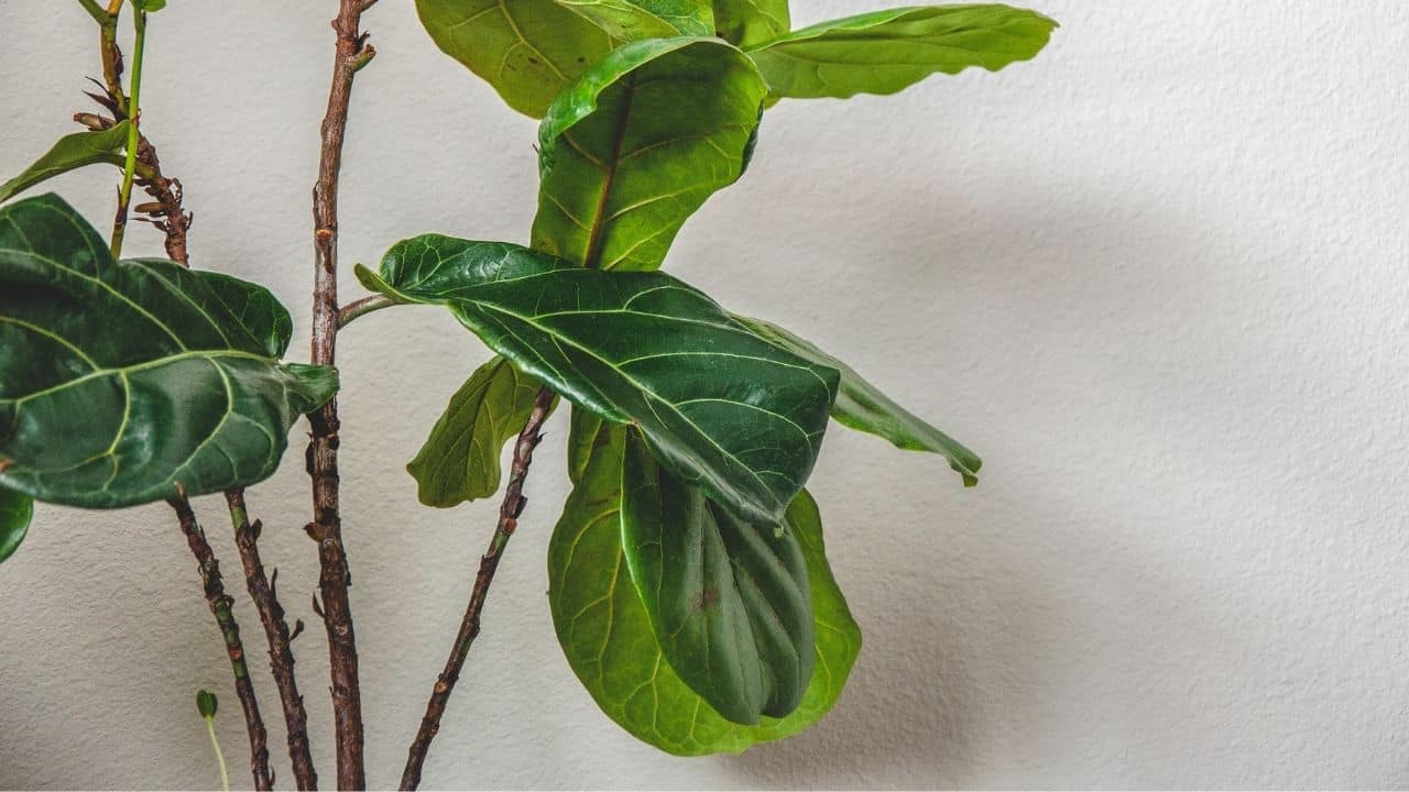 How To Strengthen Fiddle Leaf Fig Trunk Image