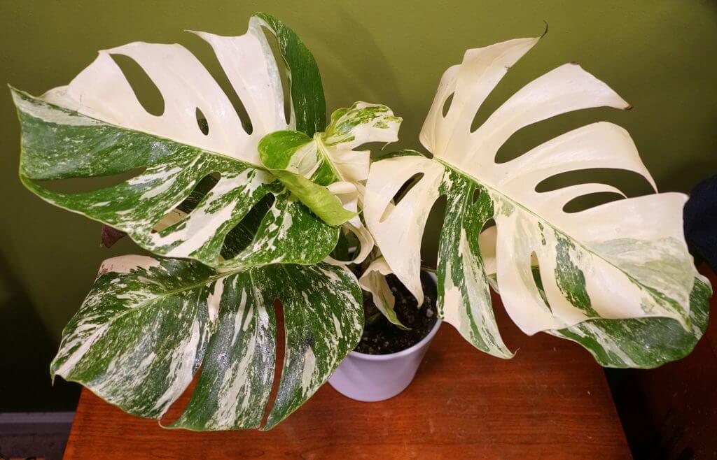 How to Prevent Half Moon Monstera Reverting Picture illustration