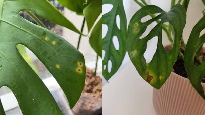 Signs of Monstera Bacterial Leaf Spots Image