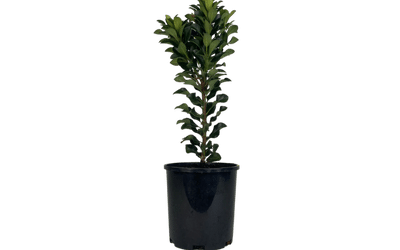 Hawthorn plant