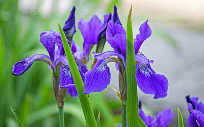  Japanese irises Image