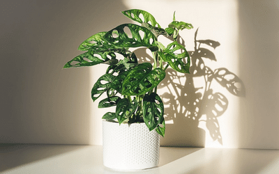 Direct sunlight on monstera picture