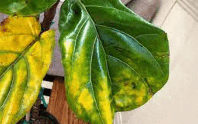 Fiddle Leaf Fig Leaf Turning Yellow Image