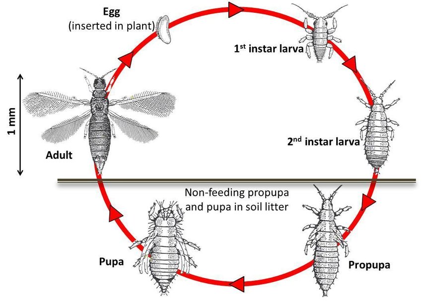 Thrips Life Cycle