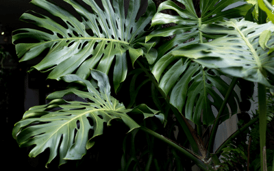 Monstera In The Wild Image