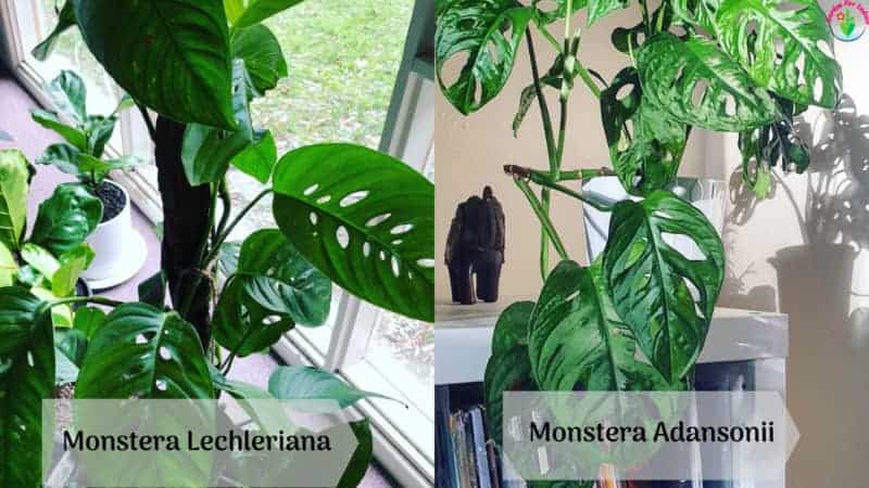 Monstera adansonii vs Monstera lechleriana pictures 