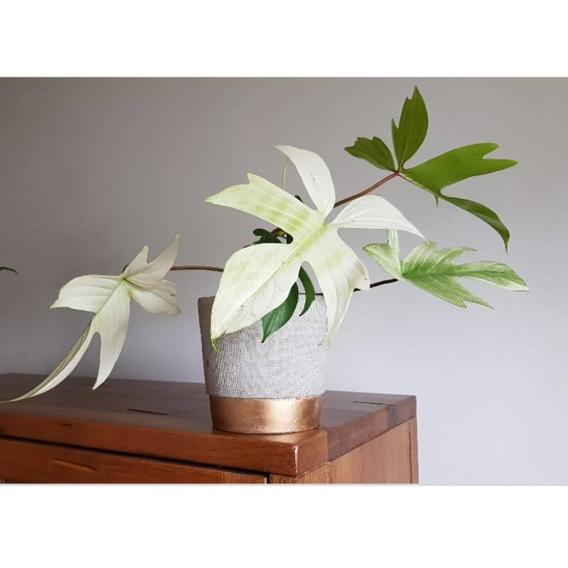 Philodendron Florida Ghost Picture
