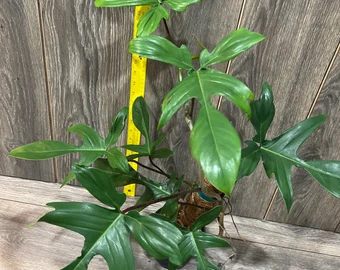 Philodendron Florida Ghost Plant Care Image
