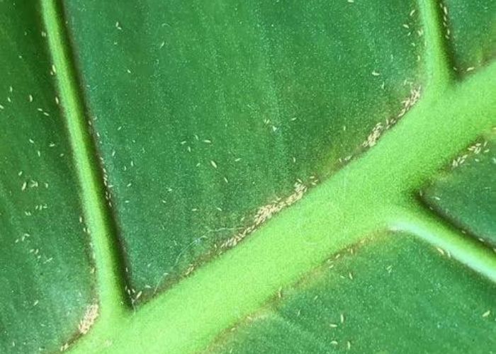 how to get rid of thrips on monstera