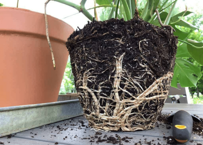 rootbound monstera: do monstera like to be root bound