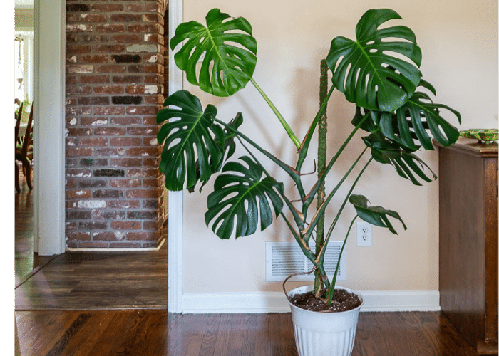 How to support a monstera plant