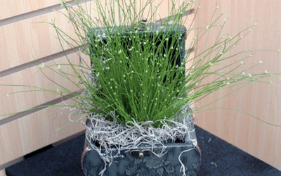 Best Plants for Self Watering Pots