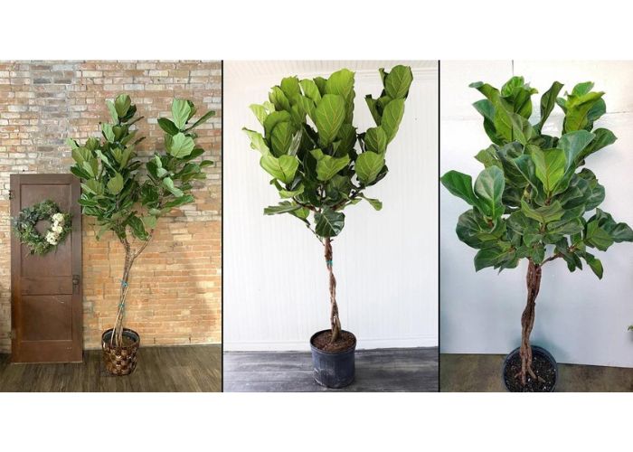 Braiding a fiddle leaf fig picture