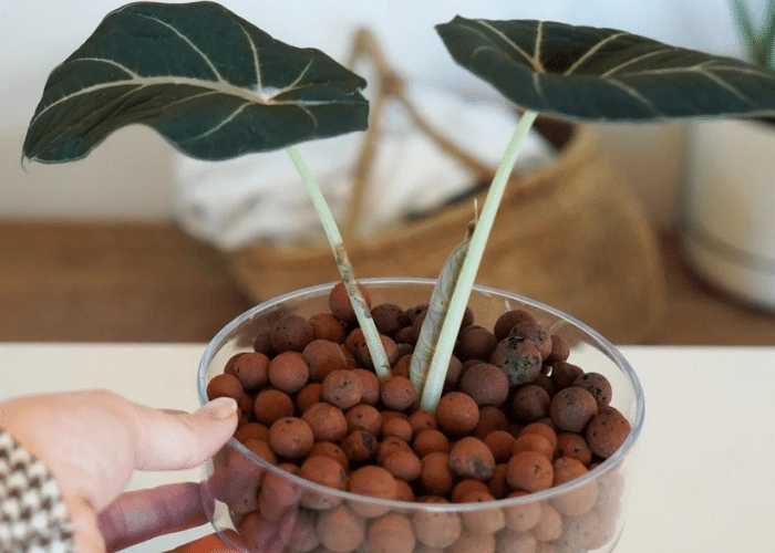 Using Clay Pebbles for Houseplants