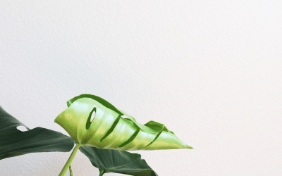 How Long Does it Take a Monstera Leaf to Unfurl Image