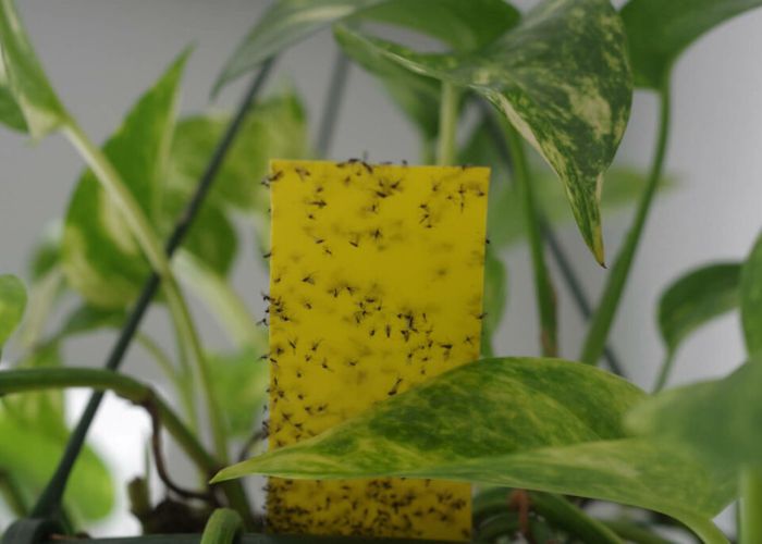 How To Use Fungus Gnat Yellow Sticky Trap