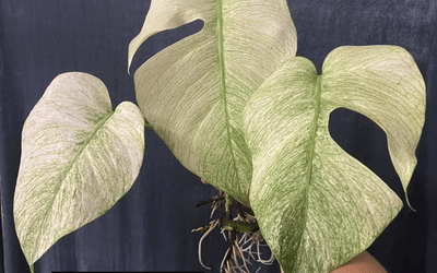 Mint Monstera Variegated Care Image