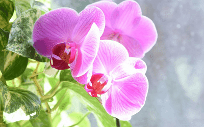 Image of pothos producing flower