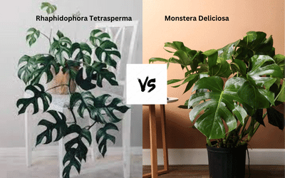 Rhaphidophora Tetrasperma vs. Monstera Deliciosa Image