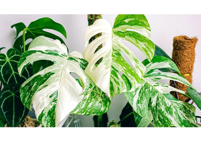 What conditions help variegated Monstera display good color?