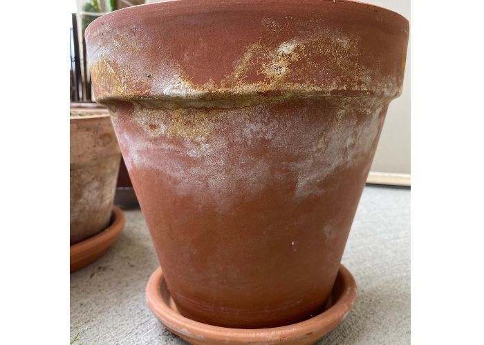 Why Does White Mold Grow on Terracotta Pots?