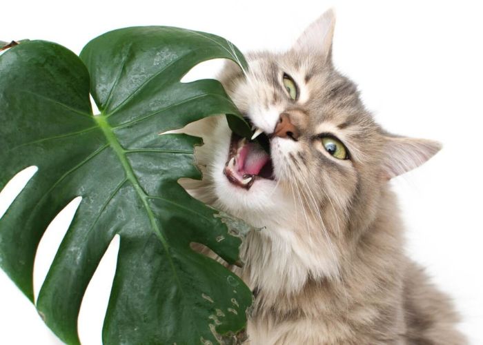 Are Monstera Toxic To Cats, Dogs