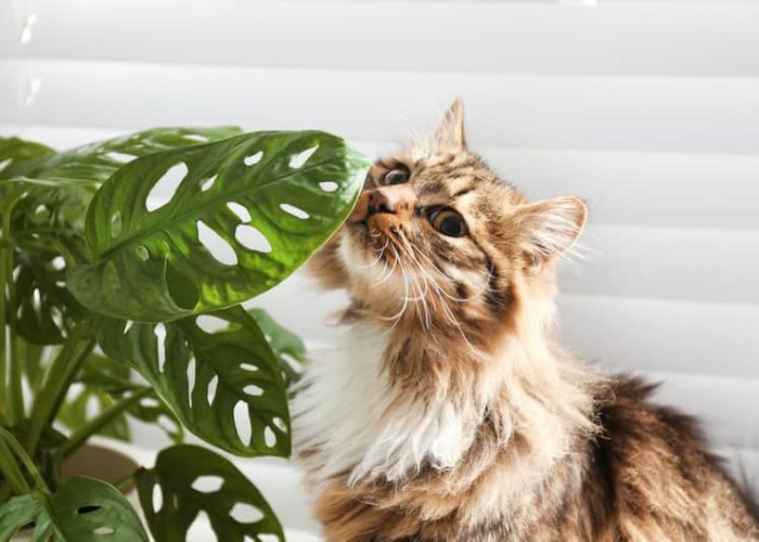 Are Monstera Toxic to Cats?