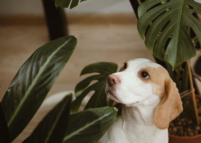 Are Monstera Toxic to Dogs?