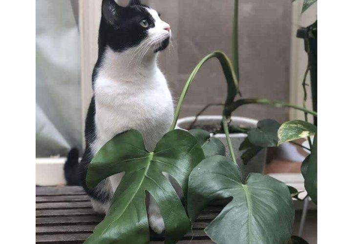 Treatment of Cat and Dog Poisoning by Monstera Plants