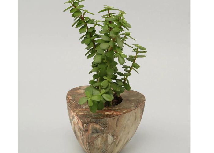 Wooden Planters for Jade Plants 