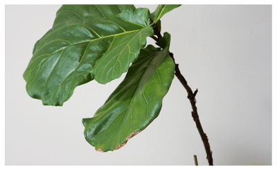 Fiddle Leaf Fig Tall And Skinny: How To Strengthen Fiddle Leaf Fig Trunk