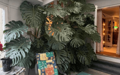 Giant Monstera Plant Care Image