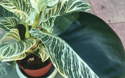 An Image of Philodendron Birkin Reverting