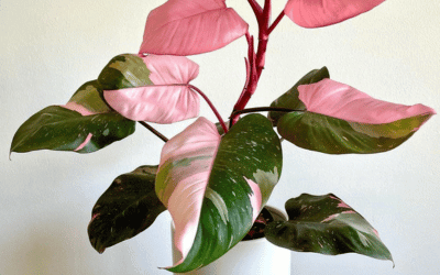 Image of Pink Monstera Plant