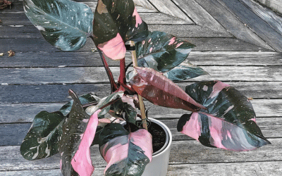 Pink Monstera Plant Image