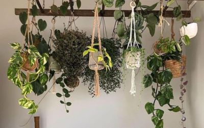 best low light indoor hanging plants
