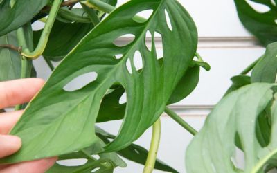 Factors That Lead to Holes in Monstera Plants
